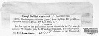 Rhabdospora nebulosa image